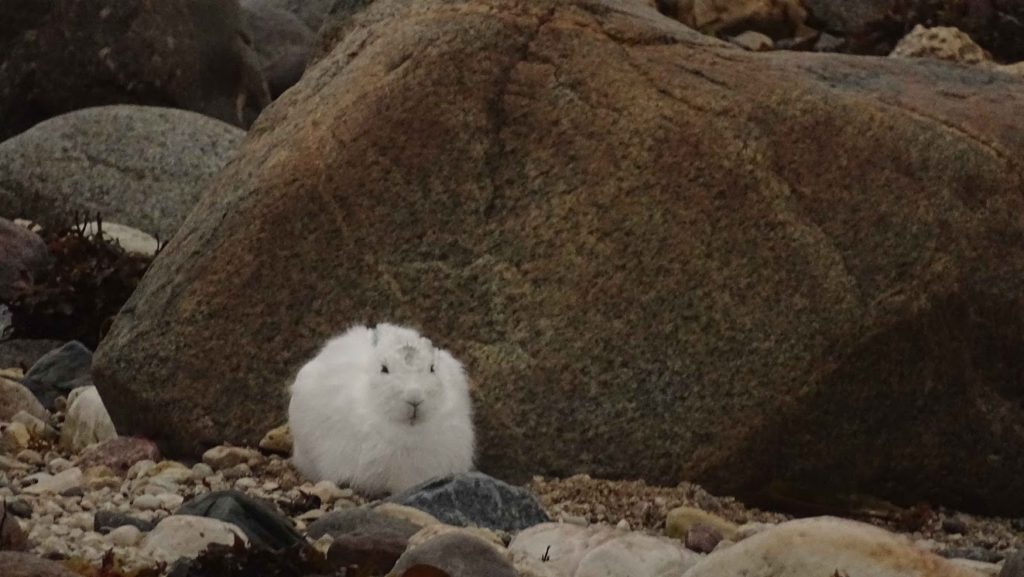 Arctic hare in Churchill