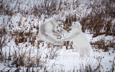 Dueling Foxes in Churchill Snow