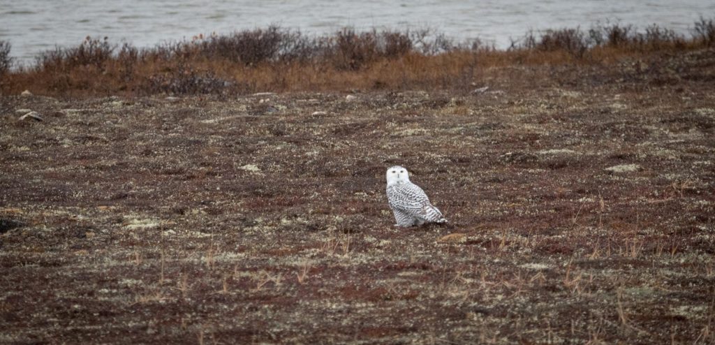 Snowy owl in Churchill, Manitoba