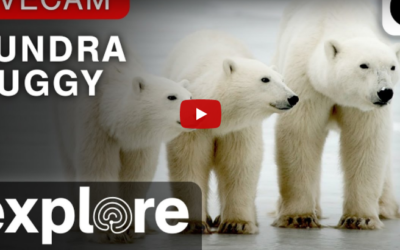 Explore.org Live Polar Bear Cam