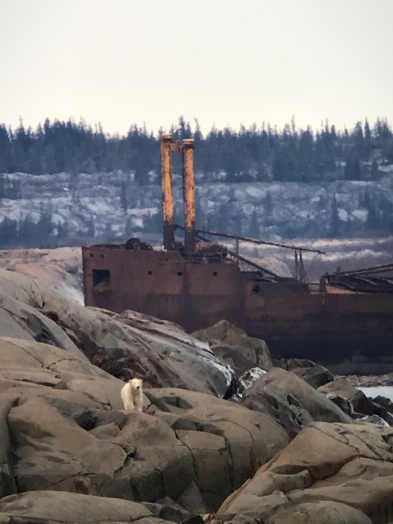 polar bear ithaca in Churchill
