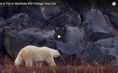 Churchill Video of the Week – Manitoba
