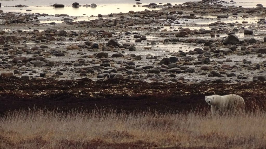 polar bear hudson bay churchill