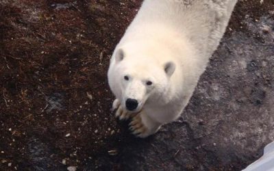 Churchill Sunday Photo – Polar Bear Rover