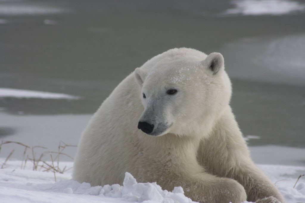 Churchill polar bear near mile 5