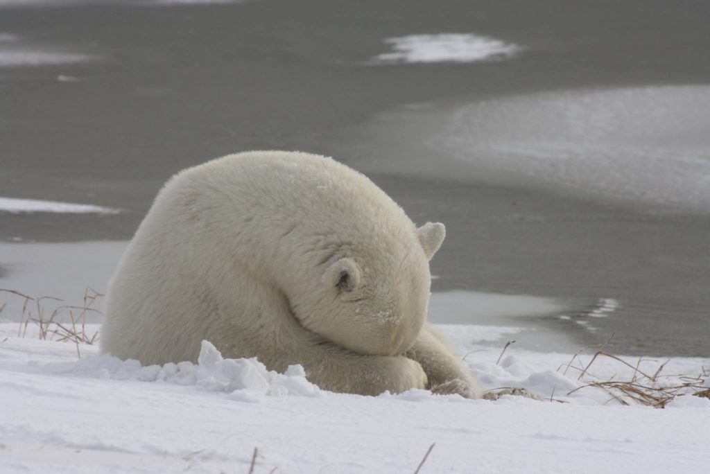 Churchill polar bear