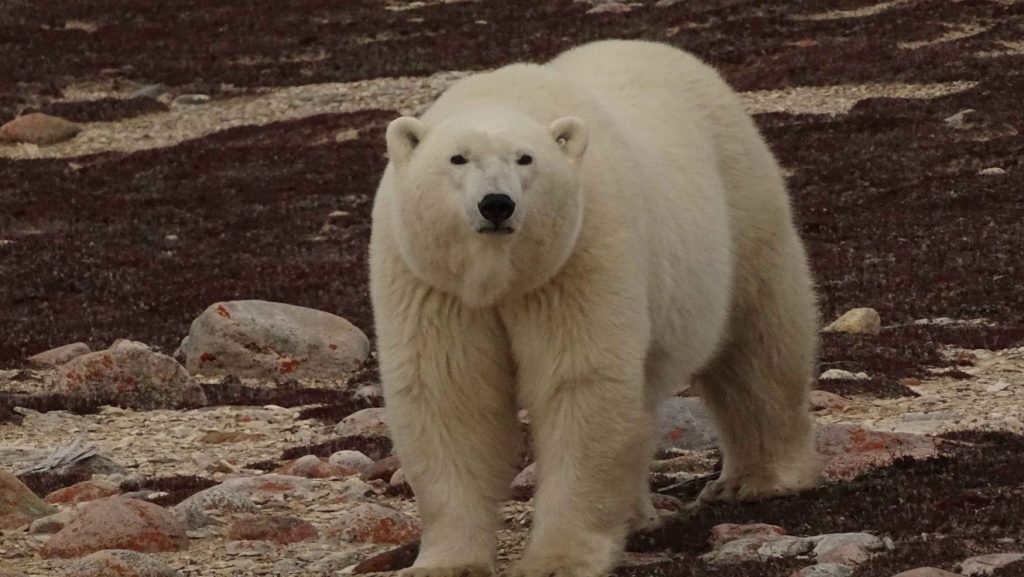 Polar bear in Churchill