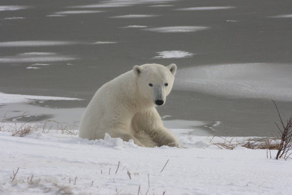 polar bear churchill