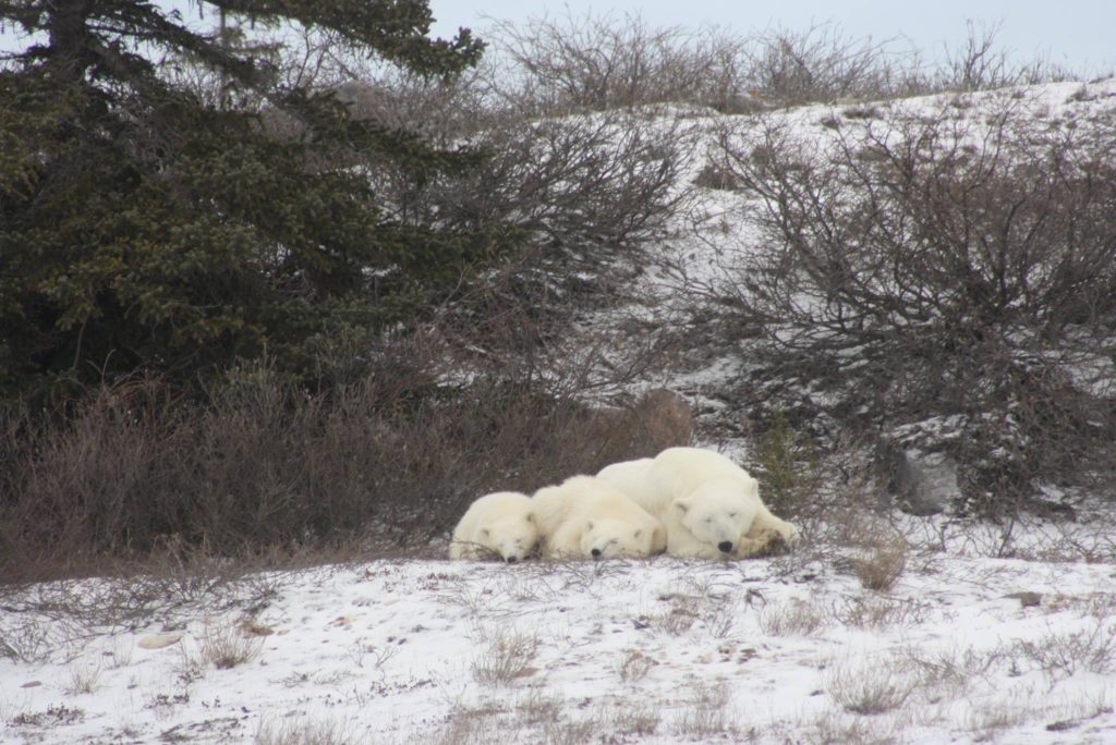 polar bear family churchill, Manitoba