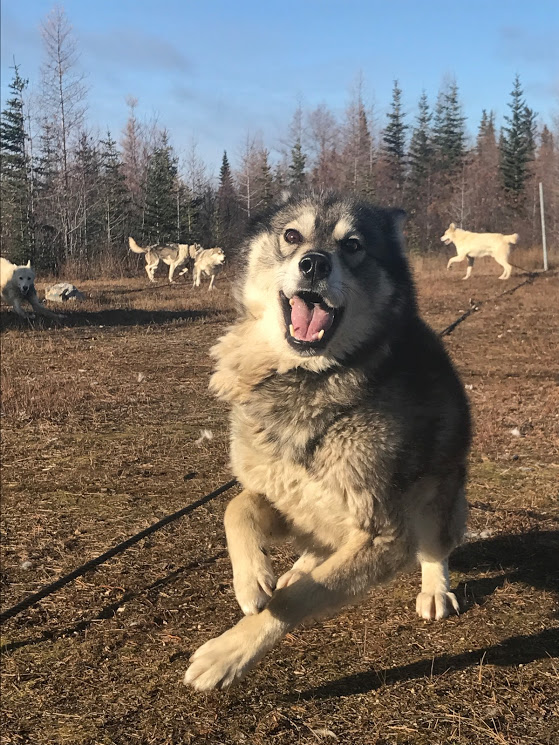 Sled dog in Churchill
