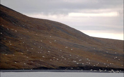 Baffin Buffet – 230 Polar Bears Have Lunch