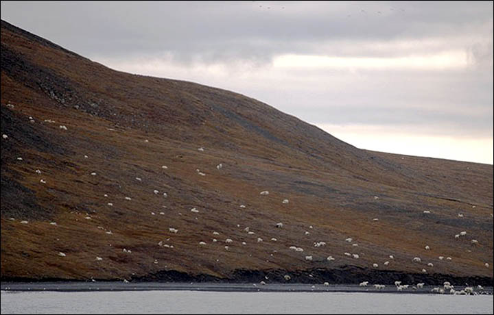 wrangell island whale kill.