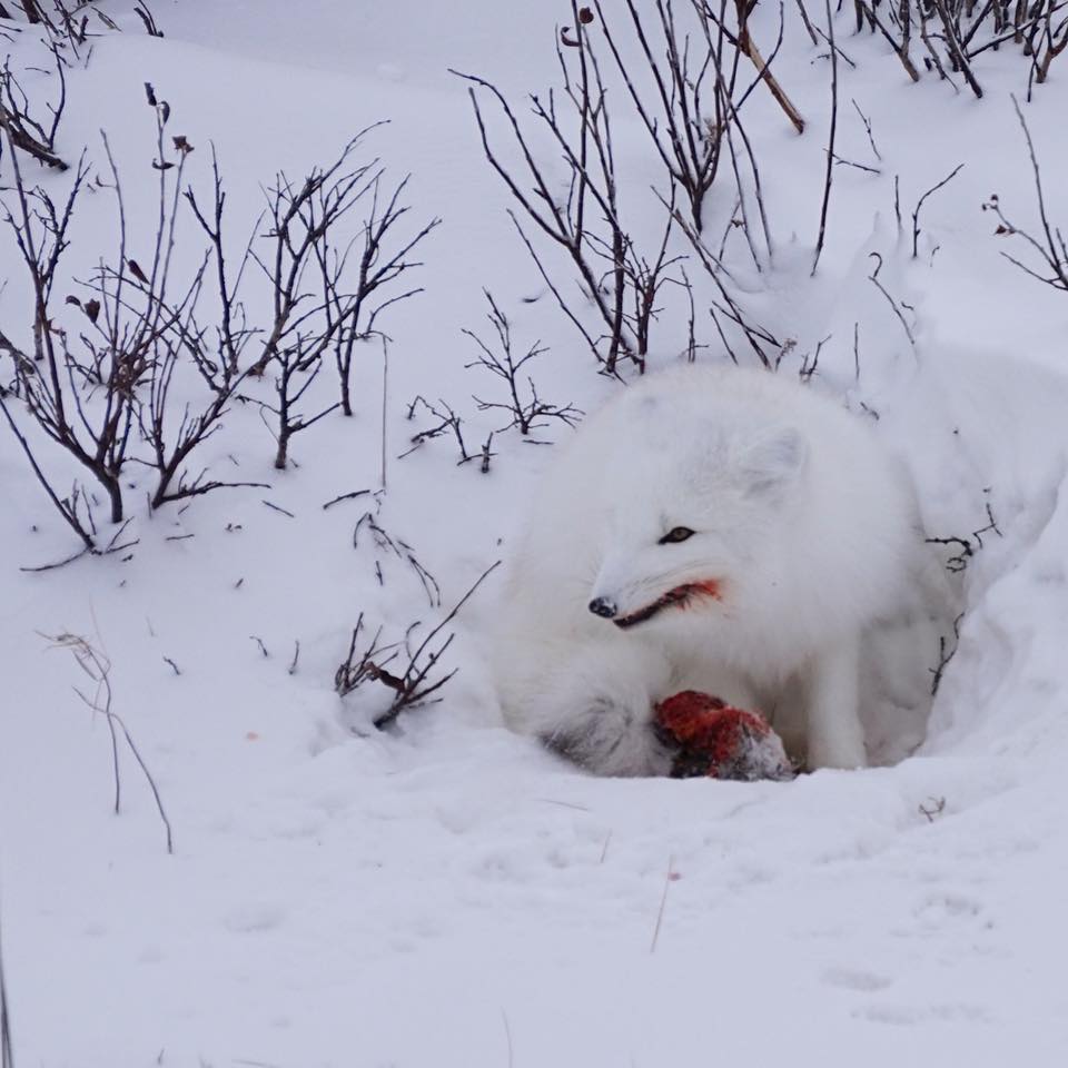 Arctic fox in Churchill