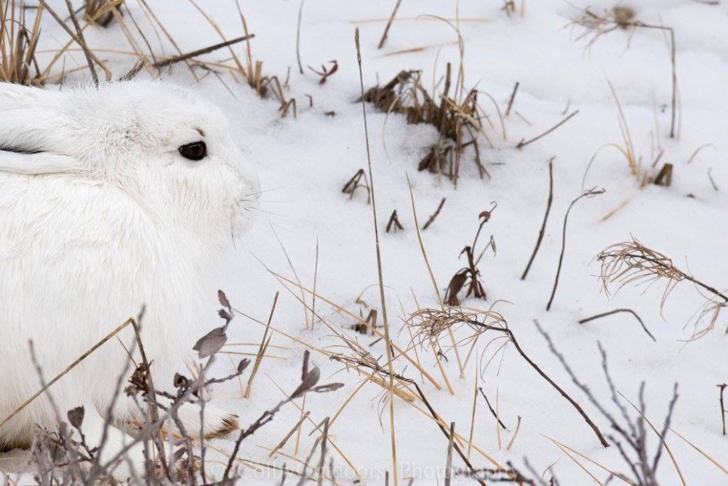 Arctic hare in Churchill