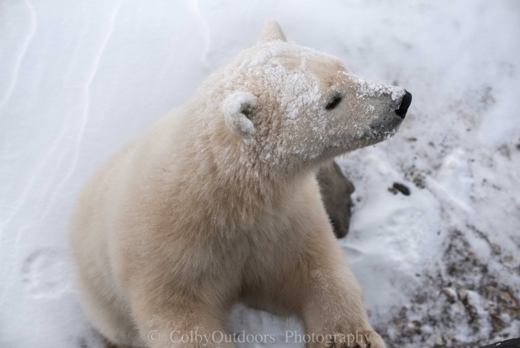 Polar bear on polar rover Churchill
