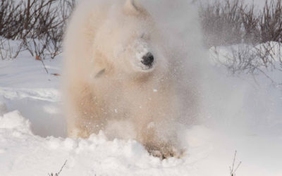 Churchill Sunday Photo = Polar Bear Shake