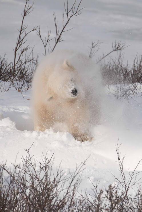 Polar Bear Churchill
