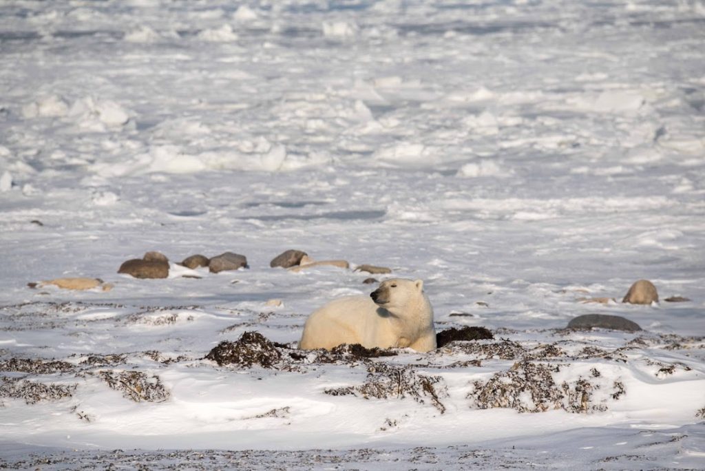 polar bear in Churchill