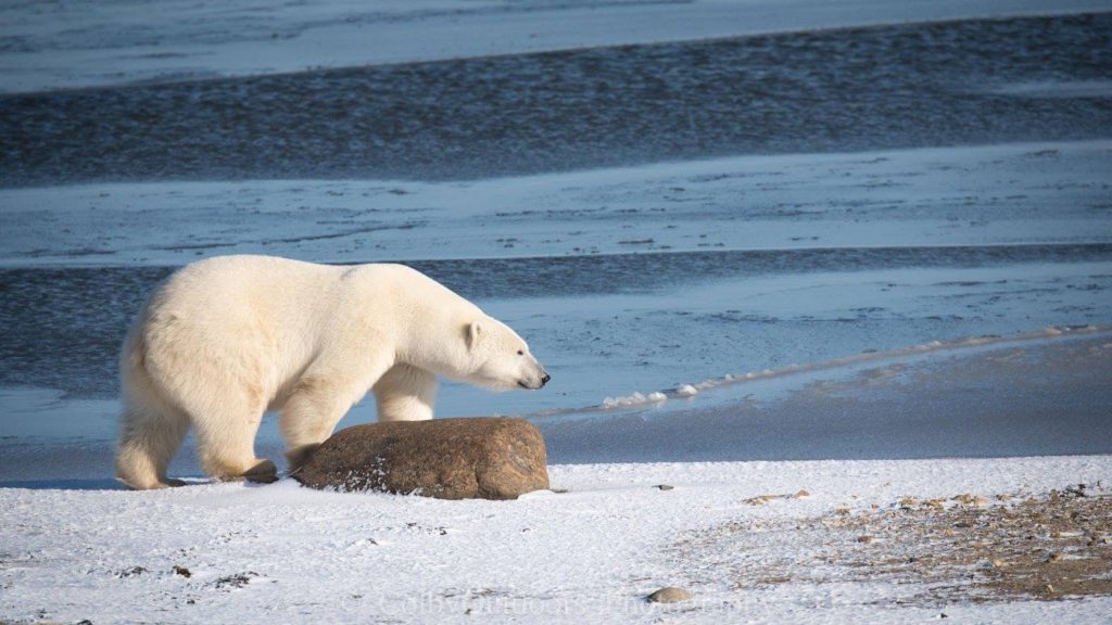 polar Bear Churchill