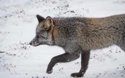 Polar Bear Season from Churchill