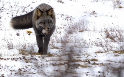 Churchill Photo of the Week – Cross Fox