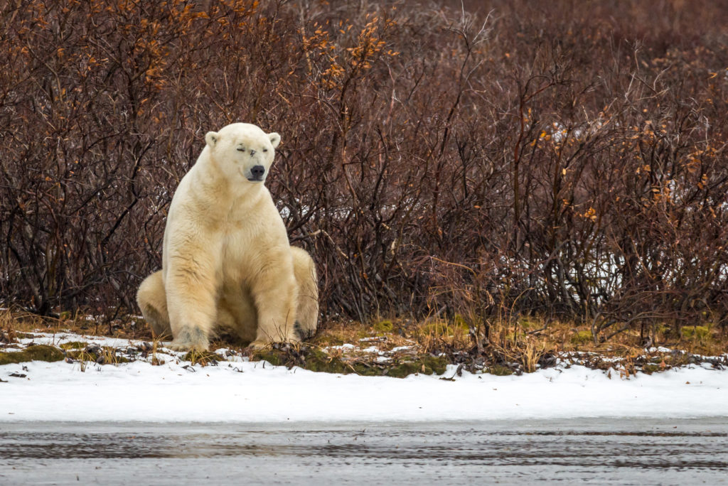 Churchill polar bear tundra lodge
