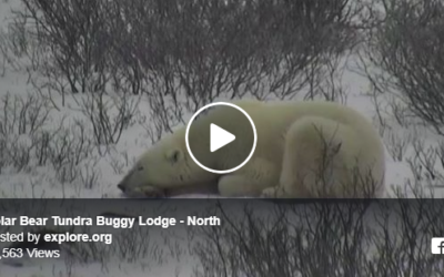 Polar Bear Season Explore.org Video