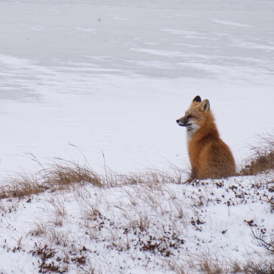 Red fox in Churchill