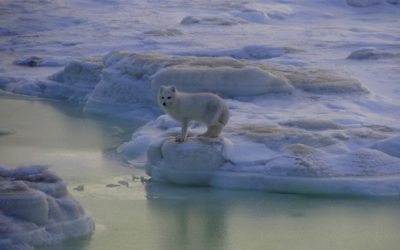 Churchill Sunday Photo – Arctic Fox