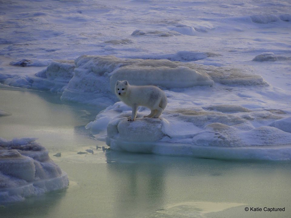 Arctic fox in Churchill