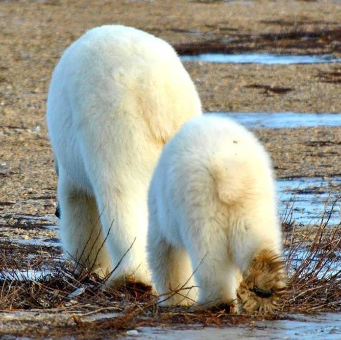 Polar bears in Churchill