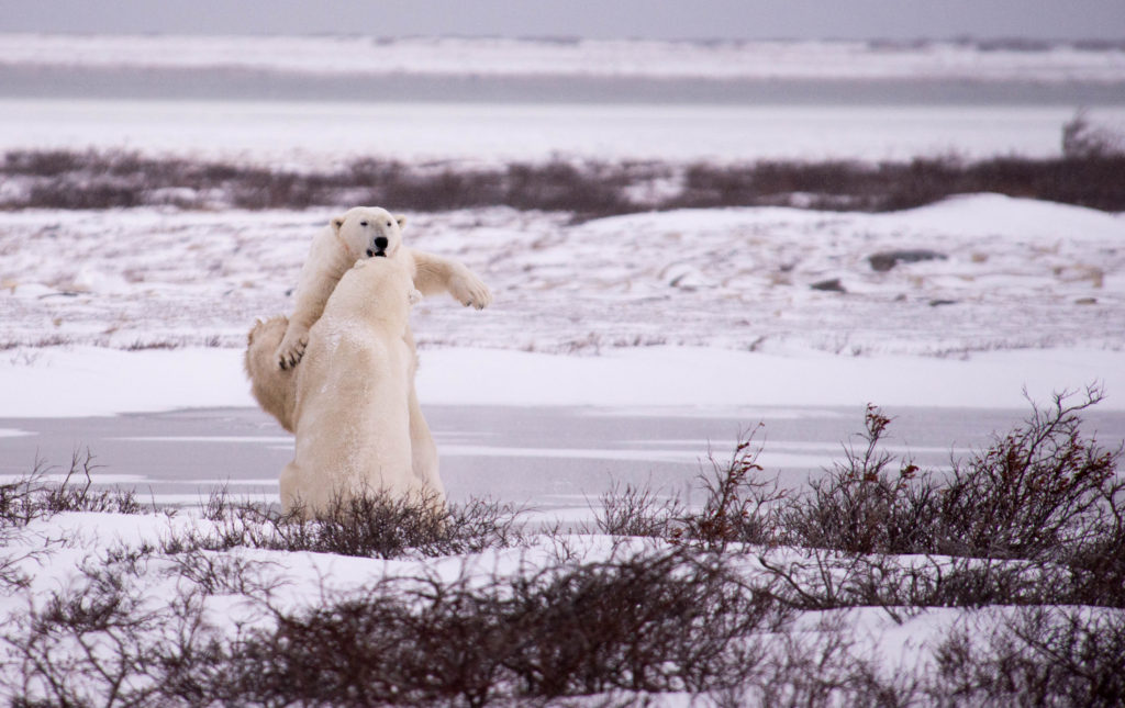 sparring polar bears