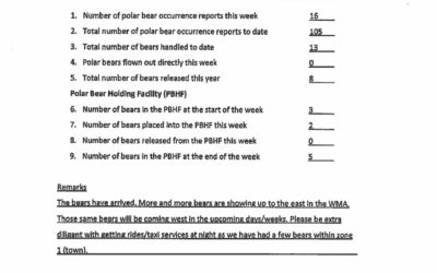 Polar Bears Swarming Around Churchill