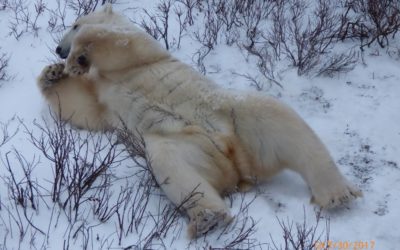 Churchill Polar Bear season Field Notes
