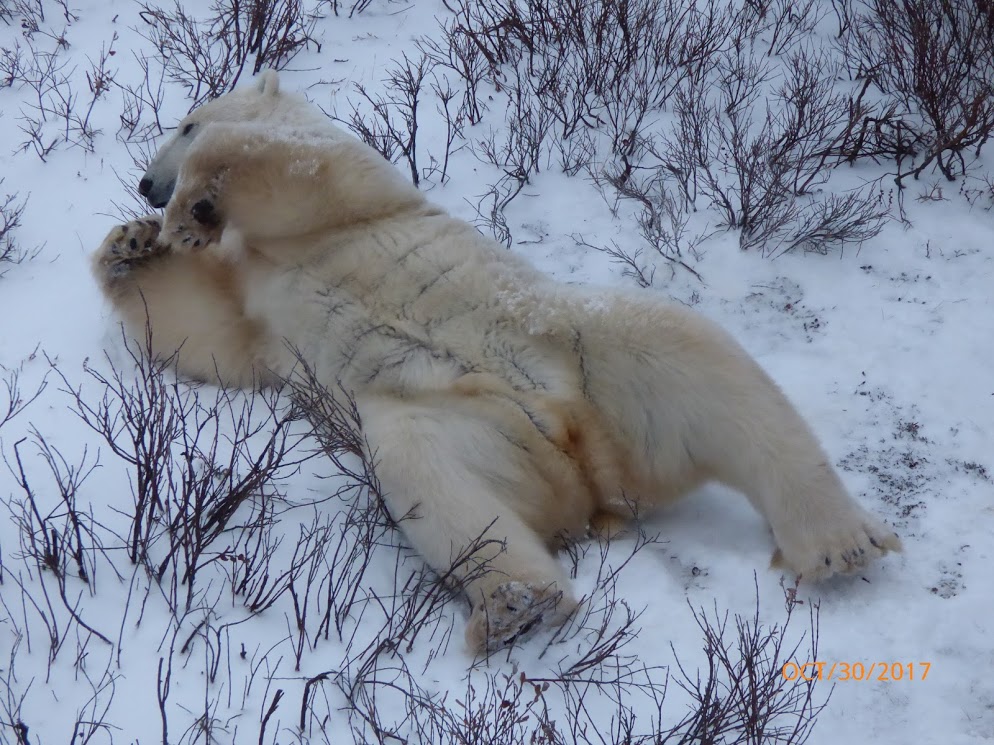 Churchill polar bear