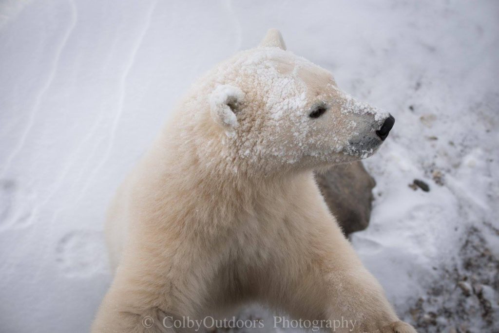polar bear in Churchill