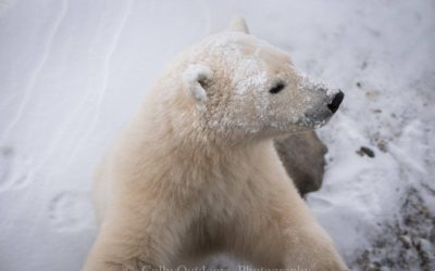 Polar Bear Season Reflections