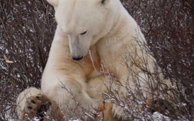 Polar Bears of Churchill