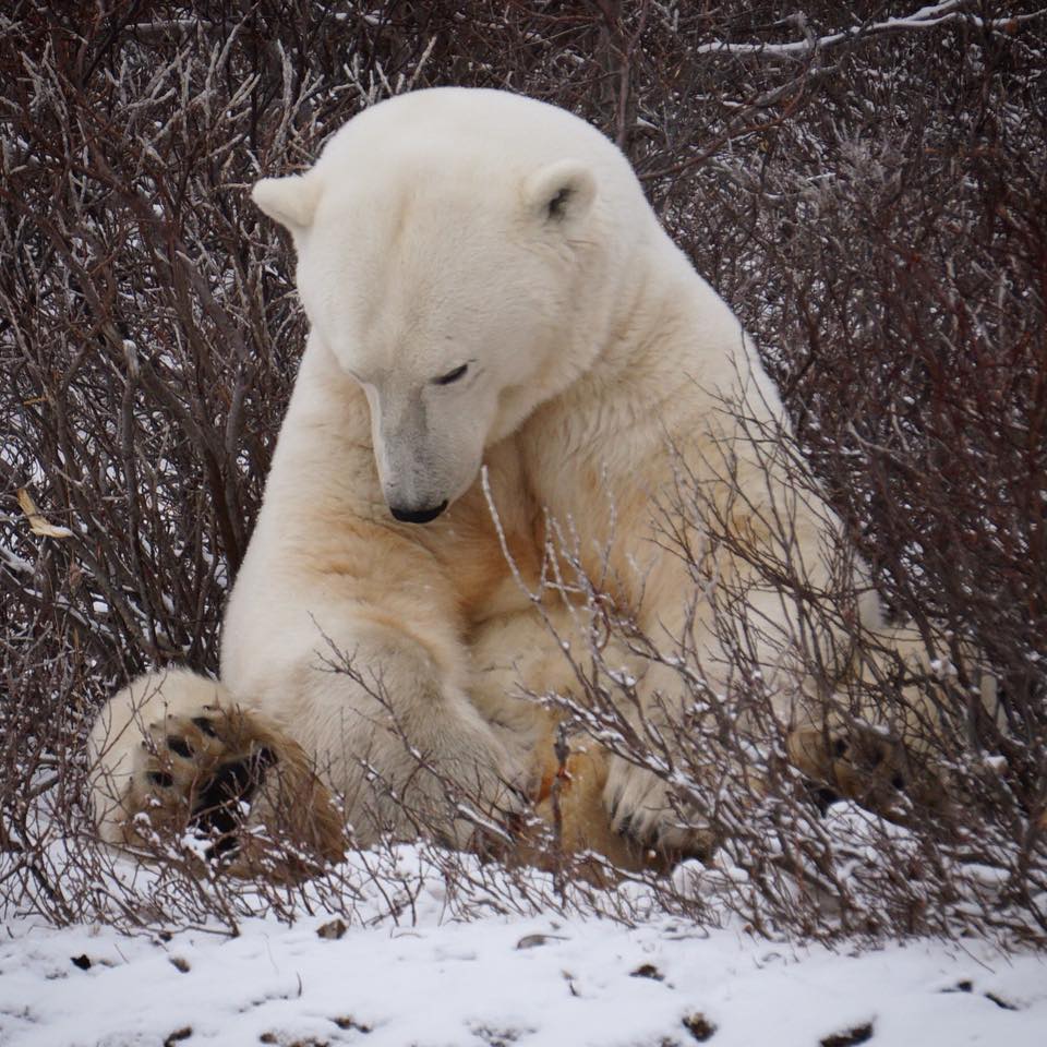 polar bear in Churchill
