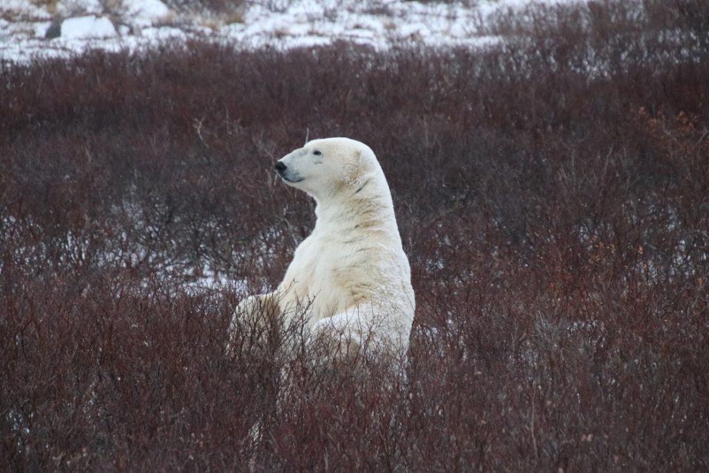Polar bear churchill