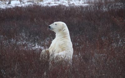 Churchill Sunday Photo – Pop Up Polar Bear