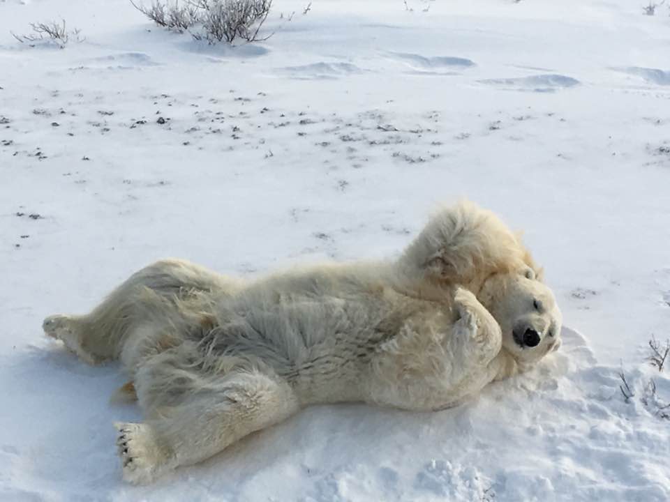 polar bear in Churchill