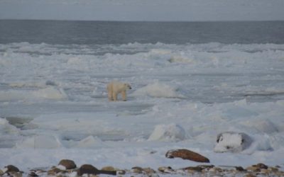 Churchill Photos of the Week