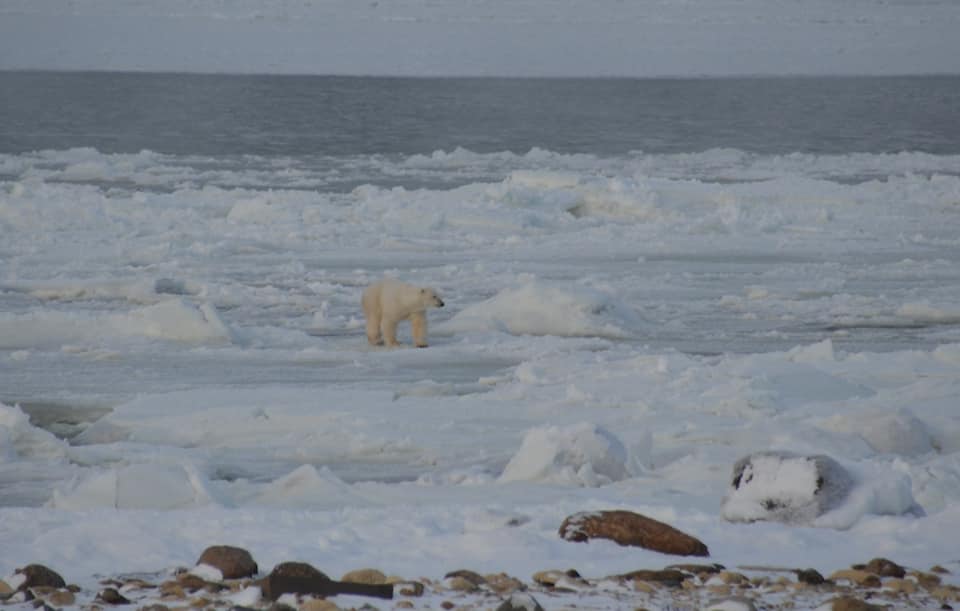 polar bear in Churchill