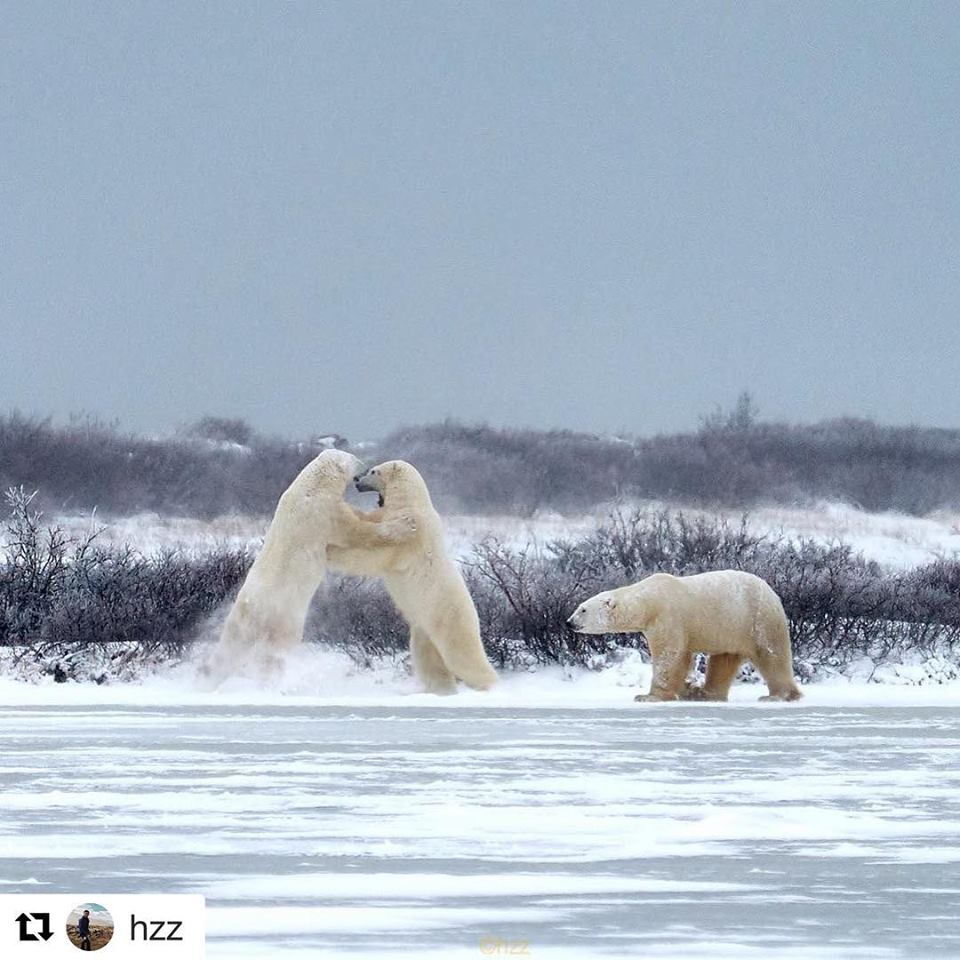 Polar bears in Churchill