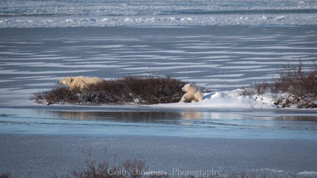 Polar bears in Churchill