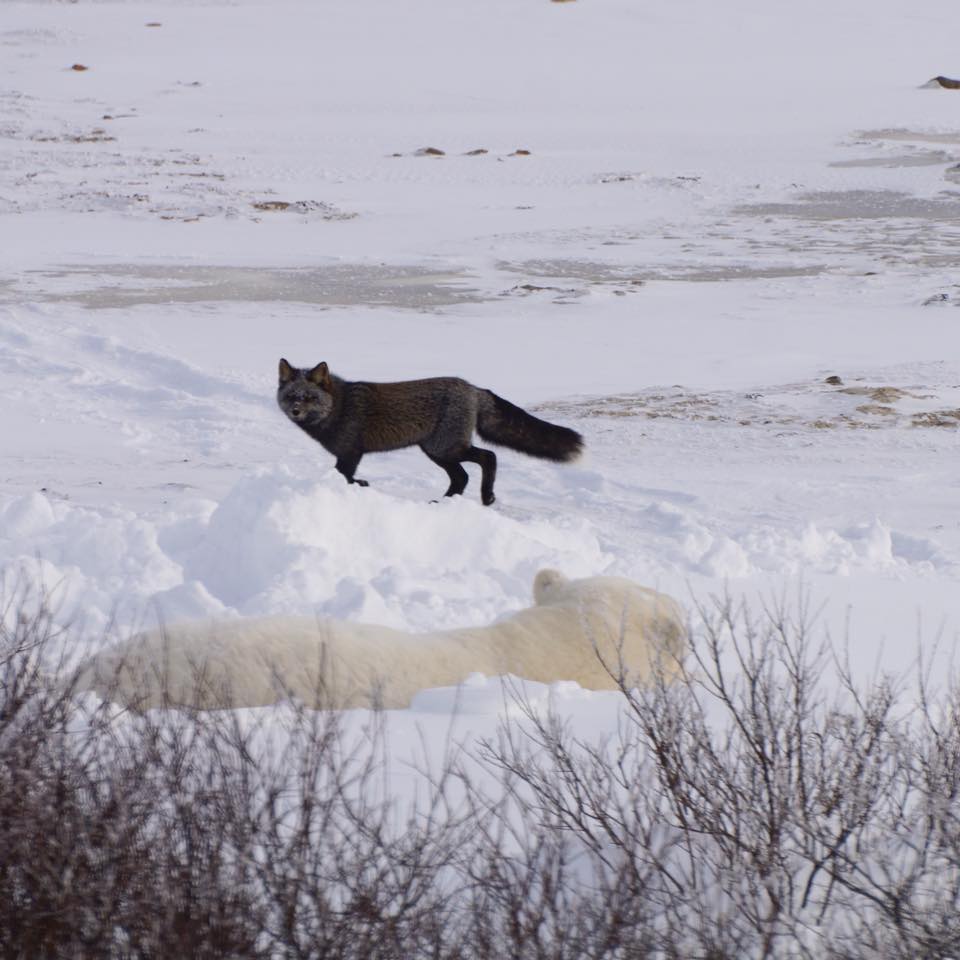 polar bear silver fox churchill, Manitoba