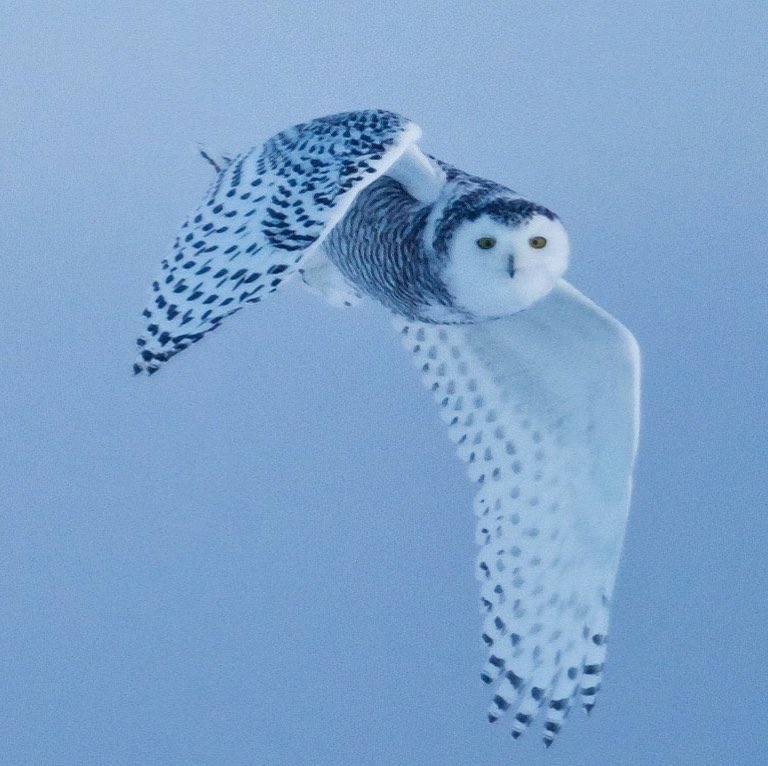 Snowy owl in Churchill.