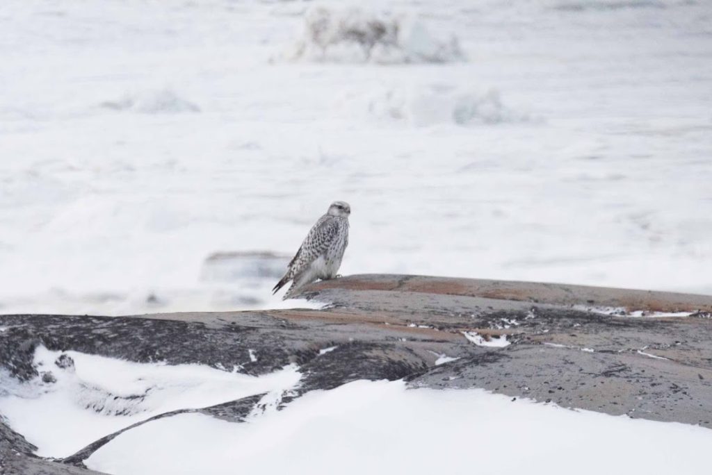 Gyrfalcon churchill
