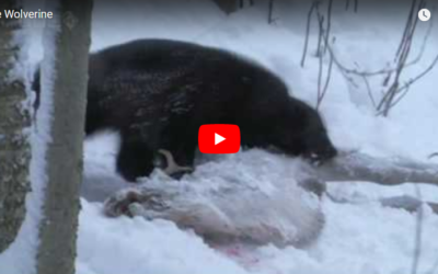 Churchill Video of the Week – Wolverine